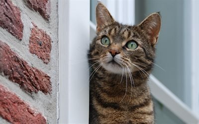 pet cat, window, watching