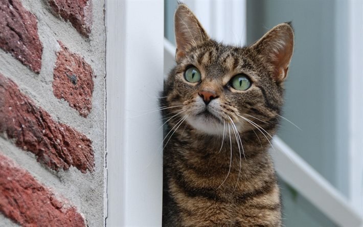 pet cat, finestra, guardando