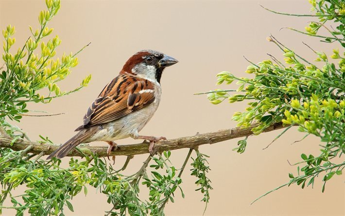 verbringen domesticus, house sparrow, australien