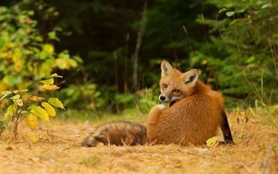 wildlife, autumn forest, fox relaxes
