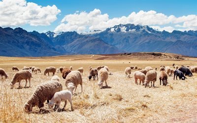 mountains, flock of sheep, pasture, peru