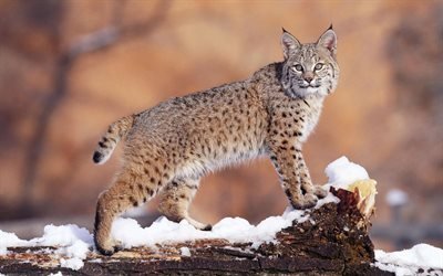 wild cat, winter, snow, lynx