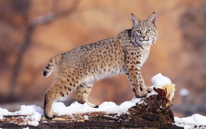 chat sauvage, l&#39;hiver, la neige, lynx