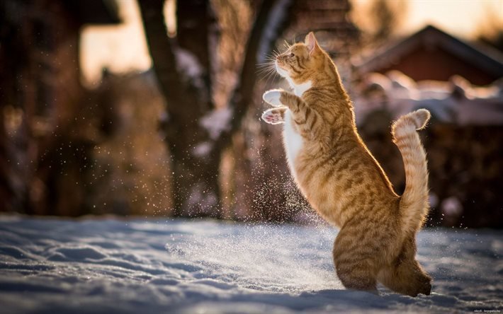 winter day, red cat, jump