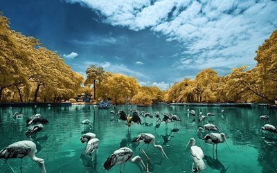 el parque nacional de, aves, lago, malasia