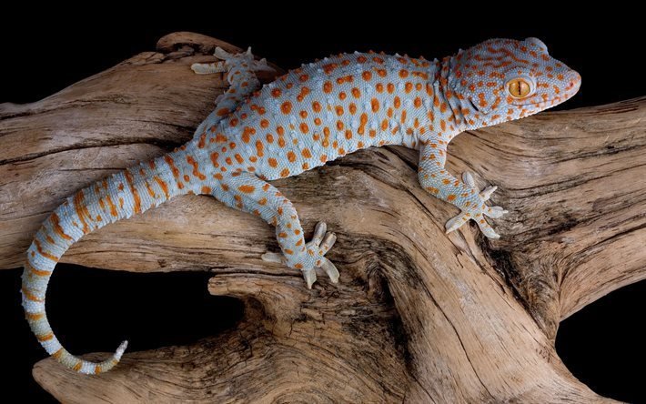 gecko toki, gekko gecko, l&#233;zard