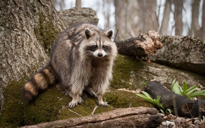 forest, wildlife, fauna, raccoon