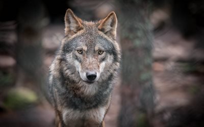 lobo, a fauna, a vida selvagem, predador