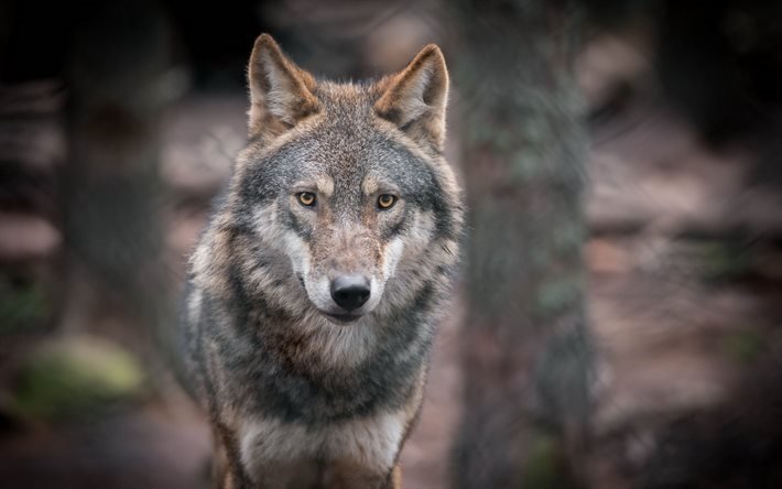 lobo, la fauna, la vida silvestre, predator
