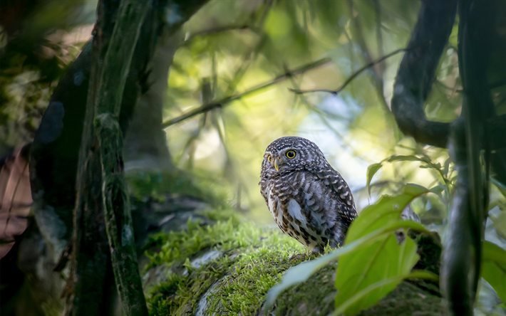 forest, nature, fauna, owl