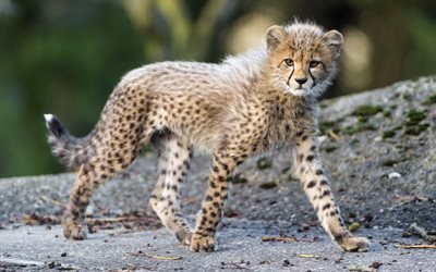 villi kissa, gepardi, predator, cub