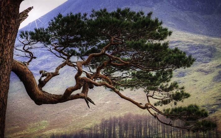 pine, cumbria, england