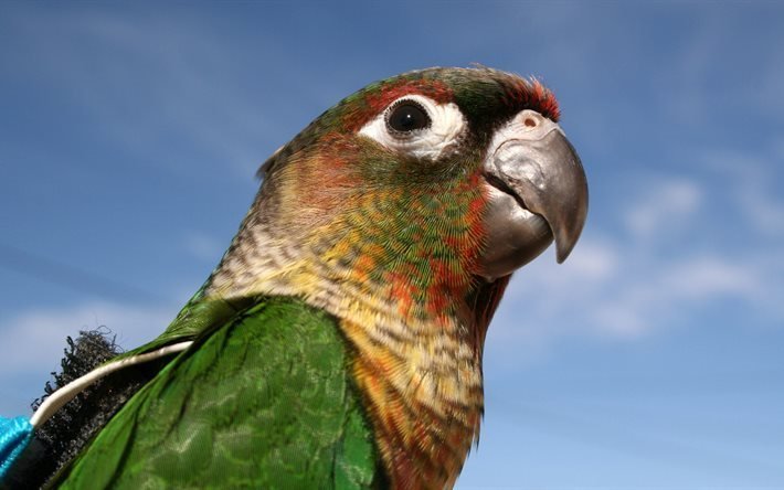 parrot, gr&#252;ner ara, green macaw