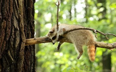 branch, tree, forest, relaxing raccoon