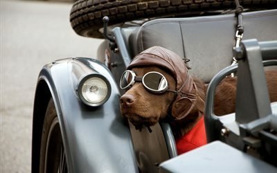 helmet, glasses, dog, machine