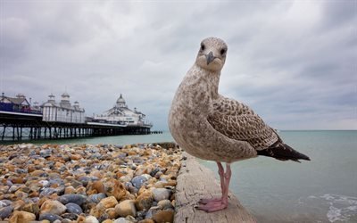 eastbourne, beach, herring gull, england