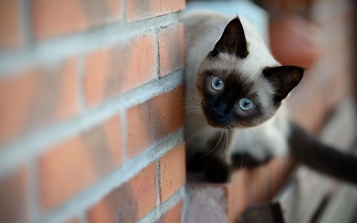 parede de tijolo, siamese cat, assistindo