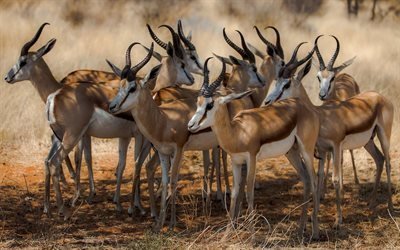 un branco di antilopi, fauna selvatica, africa