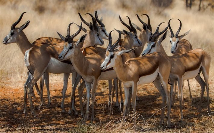 a herd of antelope, wildlife, africa