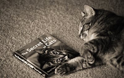 الكتاب, القط, يستريح