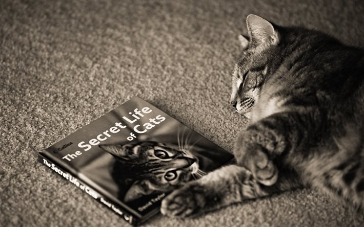 libro, gato, en reposo
