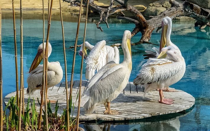 parque oceanogr&#225;fico, em, branco pelicanos, valencia, espanha