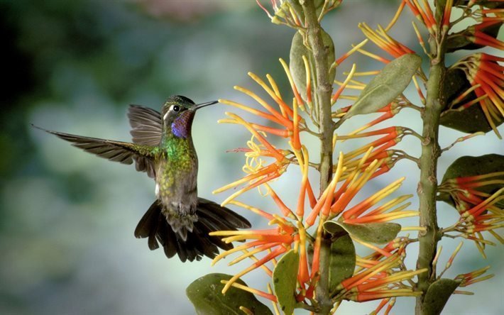 espumoso colibr&#237;, lampornis calolaemus, costa rica