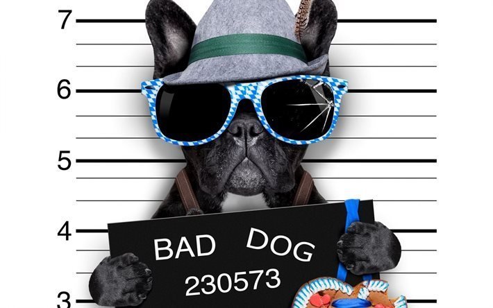 hat, glasses, bad dog, plate