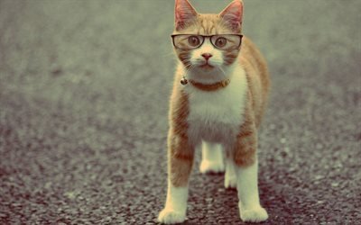 نظارات, عالم القط, القط الأحمر, تشكل