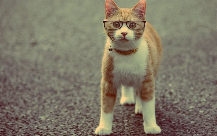 glasses, scientist cat, red cat, pose