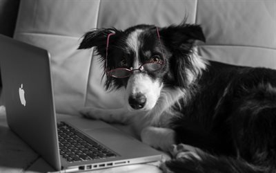 الكمبيوتر المحمول, الكلب, نظارات