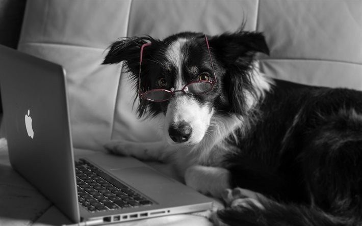 ordinateur portable, chien, les lunettes de
