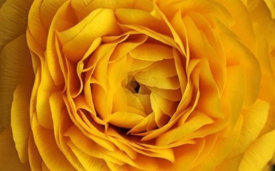 flowers, flora, yellow rose