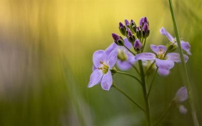 fleurs sauvages, la flore, core prairie