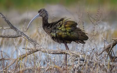 aves, &#243;culos ibis, a fauna, natureza, piegadis chihi