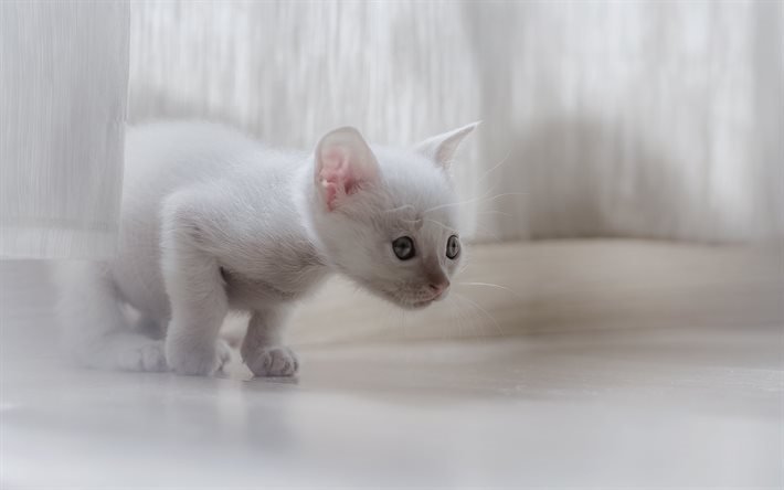 animais de estima&#231;&#227;o, predador, gatinho branco