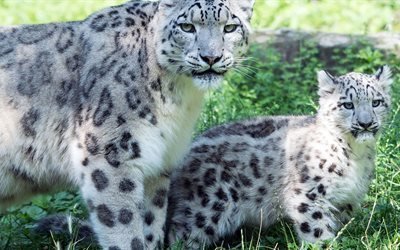 djur, katter, snow leopard