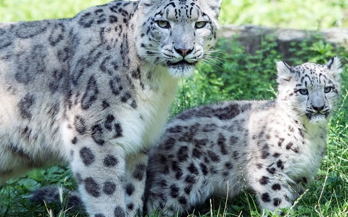 la fauna, los gatos, snow leopard