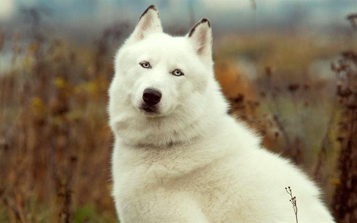 posant, chien, le malamute de l&#39;alaska