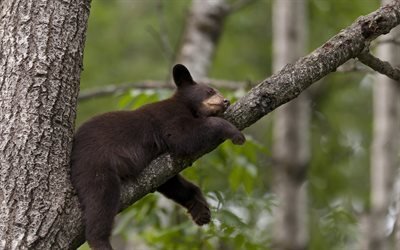 albero, orso, dormire