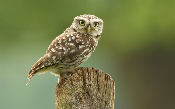 athene noctua, little owl, europe