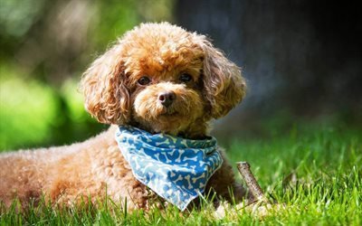 glamorous poodle, lawn, dog, blue shawl