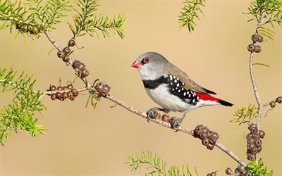 diamond finches, stagonopleura guttata, australia