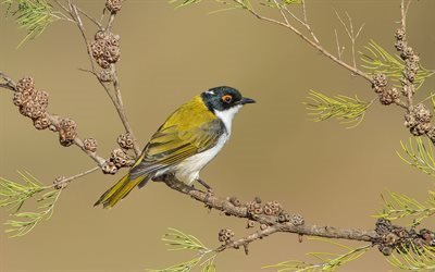 songbird, melitherptus lunatus, l&#39;australie