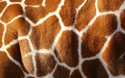 la piel, jirafa, la textura