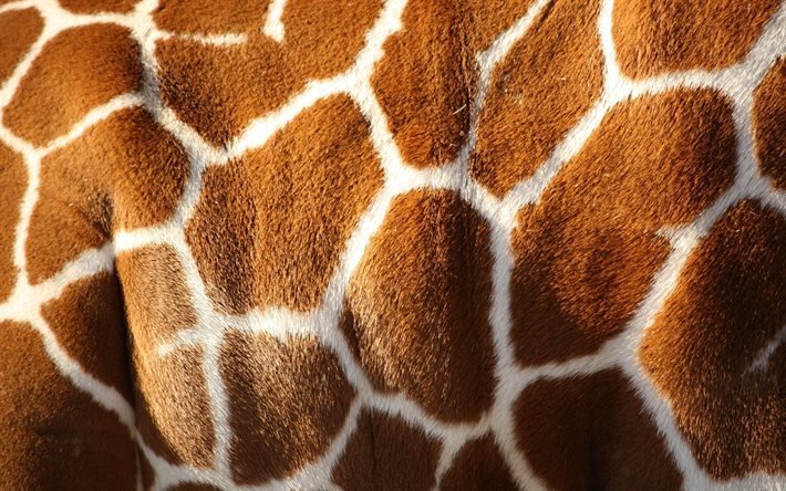 haut, giraffe, textur