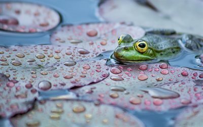 pond, frog, leaves, amphibians