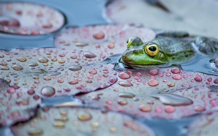 teich, frosch, bl&#228;tter, amphibien