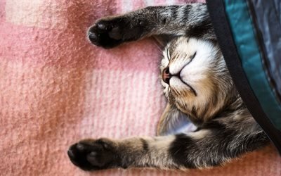 blanket, kitty, sleeping