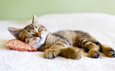 grey kitten, pose, sleeping